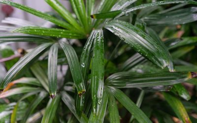 Air-Filtering Plants to Keep Your Home Safe From Toxins